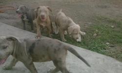 bully pups for sale 3 months old good conformation huge bone structure gotti and razor edge blood lines they will come with clipped ears they have 2 shots already i will do their 3rd shot right in front of u when u buy it &nbsp;wiil take 500 green cash or