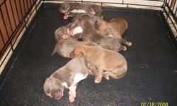 THESE WILL BE NICE PUPS MOM IS 50% RAZORS EDGE MALE 50% GOTTY HAVE BACK GROUND ON THEM ! 4 MALES 4 FEMALE 6 ARE BLUE 2 BLUE FAWN HAVE MANY PIC I CAN SHOW THERE ALMOST 2 WEEKS OLD TAKING MONEY DOWN COME PICK BORN 12-24-2010 AND A LITTER DROPING ON