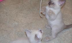Cfa registered Burmese kittens..lap loving bundles of furr...champagne male and female, platinum female...will be 12 weeks old the 22nd of Feb...home raised...www.burmesekittens.net.....located in Sallisaw, Ok...five hours from Dallas..