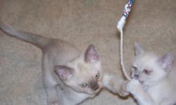 CFA burmese kittens, champagne male and female and platinum female..price includes shipping...Ready the end of Feb..can send pictures...home raised kittens...Will have two sable males that will be 12 weeks old the end of April...burmesekittens.net The