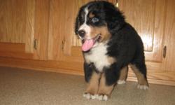 1 Male Burnese Mountain Dog born on 6-18-11. UTD on shots and comes with a health warranty.
*?* Credit Cards Accepted (Visa/MasterCard????)
** No Credit Check Financing Available up to $1,200 (Please Inquire)
** Shipping Available
** Microchipped
** AKC