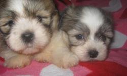 These sweet little puppies are small, silky, quiet, and very smart.
They are incredibly sweet and LOVE children! They don't bark a lot, if ever. They are non shedding, hypoallergenic and are very easy to train.
They are registered and come with a one year