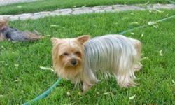 2 1/2 year old female yorkshire terrier, unfixed. Up to date on shots, very friendly and quiet. Buffy is housebroken to a pet door. Call 509-457-6052 and ask for Donna.