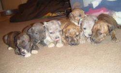 I have 7 C.K.C. reg am. staff. puppies 3 females there colors are blue and blue merle. there are 4 males there colors are brindle and blue merle. the father is "RARE" blue merle and mother is Hawaiian blue. all puppies are wormed and have there 1st shots