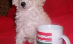 I have two male toy poodle puppies for sale. They were born on October 17, 2010. They have had their first shots and have their dew claws removed. They are white and tan party poodles.
These pups would make the perfect Christmas gift.
For more