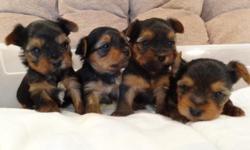 I have 4 male yorkshire terrier puppies born 11-16-2012, for $500.00 each.&nbsp; They won't be ready to go to their new home until after the new years, but a $100.00 deposit will hold one until he is ready to go to his new home.&nbsp;&nbsp; They will have