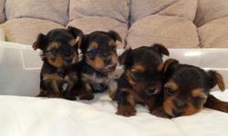 I have 4&nbsp;male yorkshire terrier male puppies born 11-16-2012 for $550.00.&nbsp; They will be ready to go to their new home after the New Year a $100.00 deposit will hold one until he is ready to go to his new home.&nbsp; They will have their tails