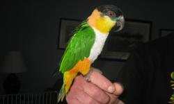 Friendly, loves attention, great family bird.