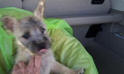 i have 3 female akc registered Cairn terrier puppies they will be smaller only about 10lbs when full grown they were born on June 5th potty training is started