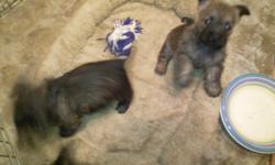 Cairn Terrier Puppies, Males,and Females, registered, born 11/26/2011,. $600 909-214-2788