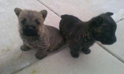 Cairn Terrier Puppies (Toto dog)
Purebred & registered
Had shots, deworming
Born 10/20/10
Males & females available
Colors include wheaten and dark brindle
Perfect for Christmas
Will hold with deposit
$600 OBO