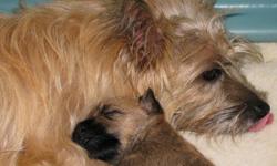 AKC Beautiful Male Cairn Terrier. Born October 15. Shots/worming. Ready to go.