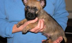 Beautiful AKC registered Cairn Terrier pups. 1 male, 1 female available. Hand raised and loved, socialized, healthy vet check-up, 1st shots and worming.