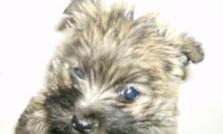 I have some beautiful AKC reg Cairn Terrier puppies. All are wheatens. Current on shots, wormings. I have males priced at $300 each and the females are $350 each. They are now about 12 wks old. Should stay pretty small. I have all parents on site. These