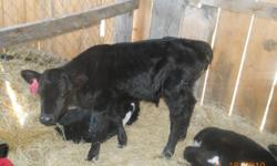 Calves weaned and bottle babies. Volume buyers get a discount. Delivery available charge buy the mile. Call 580-651-1659