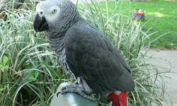 I have a african greys they talk says hello, meow, monique, and more they are fast learner and loves attention the are tamed. They come with their cage so get back to me at (morganbrita2011@yahoo.com)