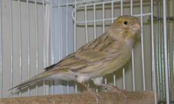 I have a couple of unsexed but believed to be female young canaries.
These canaries were all born this year (2010).
If you are looking for a healthy and happy canary, give us a call.
We are located in Suamico, WI which is just a few miles north of Green