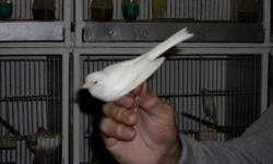 We are a private breeder located in Queens. We have Males, Females and babies.
We have Singers.
Colors Whites, Yellows and birds with caps on their head. Large Size.
We have special prices if purchase 6 or more.
Contact me for further information.