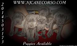 Cane Corso puppies have arrived and will be ready to go home soon. Visit us on the web or contact us for more details about this amazing litter.