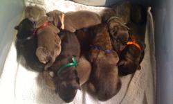 Beautiful Cane Corso Puppies, born 9/1/2010.
2 Females, 3 Males. (Blue and Black Brindle).
ICCF Registered, AKC Paperwork Pending.
Mother had full pre-pregnancy work up, records with perfect results available.
All tails have been docked and front and rear