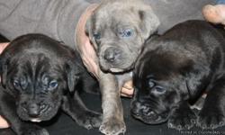 We have a mixture of male and female Italian Mastiffs (cane cordo). Colors are black, brindle, and 2 blue pups. Pups will have first shots, dewormed, dew clawed, tail docked, and first vet check. They are full blooded making them registerable, mom and dad
