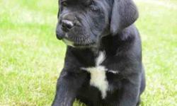 Cane Corso Italiano, Pure Breed Male Beautiful black with white chess and feet.
Champion Bloodlines ACA registered. Grandma and grandpa came all the way form Moscow and Italia because of their popularity, champion lines and good body structure.
Health