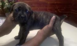 9 puppies available?.were born on 11/4/10. All have had their tails docked and dew claws removed. Will have first shots and be wormed before delivery to new home. Sire and dame on premises. 2 black males, 1 brown/black brindle female, 2 blue brindle
