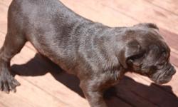 I have blue black brindle and fawn cane corso males and females for sale. I am a reputable breeder in somerset nj. My puppies have nice size and great conformation. They also have excellent temperaments. If you are looking for puppies with drive I have a