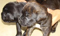 Cane Corso puppies, 6 weeks old for sale, black and brindle. For details call 865-919-9580