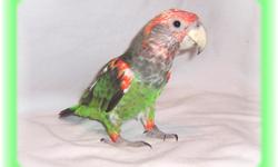 Sweet/gentle/loving & quiet parrot. She loves to be held and snuggles too. She is not messy as parrots go. She has a good diet and loves fresh food. She does not bite-even strangers. She does talk a little and has a very quiet voice. She has been DNA
