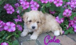 This little Miss Carla! She is a Cavapoo Female, A Cross Breed or Designer Breed. She is 1/2 Cavalier & 1/2 Poodle. Her breed doesn't shed. Carla is a lovely Fawn & White.She is one that you just want to cuddle up with. She was born on June 7th.,2011. She