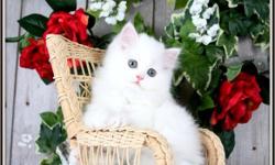 Looking for a pure white Persian kitten? Then you've clicked on the right ad! !
We currently have four adorable pure white Persian kittens for sale. Three of which showcase, dark blue eyes and one little girl with ultra rare green eyes.
When purchasing a