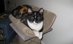 Hi, due to me having to travel overseas i can no longer keep my cat and reluctantly need to find a loving home for her. Sassafras is female, 4 years old domestic shorthaired calico. She is laid back and affectionate and is good with other cats but has