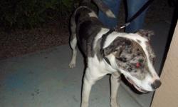 1yr MALE. Good nature and excellent with kids and all breeds of dogs. Will be available for meet & greet Saturday Nov 3 from 10am-2pm @ One Stop pet & Feed Shop, 2507 N 1st Avenue, Tucson, AZ 85719 or www.GiveaDogaBoneRescue.org