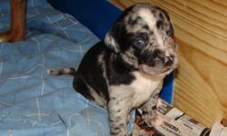 Reg Catahoula Leopard Puppies, born 11/07/10. 2 blue leopard males, 1 blue leopard females, 1 black female & 1 black w/brown trim male. Blair 2 radar blood line. Call or email (slaugh05@yahoo.com) for more information &/or pictures. 1st set of shots given