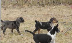 Catahoula mix puppies. 3 males, 2 females. Father and Mother on site. Father is Catahoula, mother is Coonhound. Pups born December 24. Theses are very smart and beautiful dogs.
Our farm is located between Terre Haute and Indianapolis.