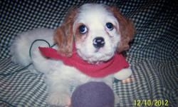 very cute&nbsp; and non shedding cav-a-chon puppies2 males and 1 female ready nov 29th i am now taking deposits