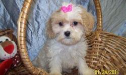 Cavchons are a designer breed which is a cross between a cavalier king charles and a bichon frise. They are considered to be hypoallergenic. Please visit our website for additional photos. www.luvdgpuppies.com We are located in Northeastern Missouri and