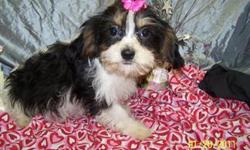 Cavachon is a cross between a cavalier king charles and a bichon frise. They are considered to be hypoallergenic. Please visit our website for additional photos. www.luvdgpuppies.com We are located in Northeastern Missouri. Contact information for more