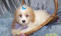 CAVACHONS are a designer breed that is a cross between cavalier king charles and a bichon frise. They are considered to be hypoallergenic. Please visit our website for additional photos. www.luvdgpuppies.com Contact information for more questions is 630