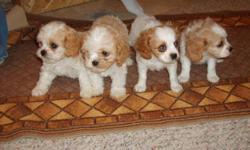 Cavachon pup born 9/14/2010. Our puppies are born in our home & are family socialized, with puppy pad training in progress. Vet checked, 1st vaccination, wormed, with dew claws removed. Price includes a puppy pack. $400. Willing to drive to meet buyer.