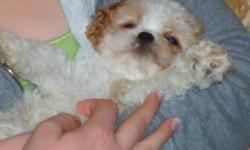 Female Cavachon pup born 9/14/2010. Our puppies are born in our home & are family socialized, with puppy pad training in progress. Vet checked, 2 vaccinations, wormed & puppy pack. WILL BE SMALL--$300.
Willing to drive to meet buyer. 218-280-7416