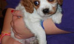 Female Cavachon pup born 9/14/2010. Our puppies are born in our home & are family socialized, with puppy pad training in progress. Vet checked, 2 vaccinations, wormed & puppy pack. WILL BE SMALL!!
$300. Willing to drive to meet buyer. 218-280-7416