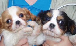 CAVALIER KING charles puppies, 8wks old very cute, adorable and kind, gentle natured, ideal family pet, girls and boys available.Ready to go now to good loving homes.