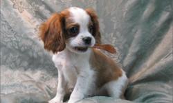 1 Male Cavalier King Charles Spaniel born on 9-12-10. UTD on all shots and comes with a health warranty.
CHECKS AND CREIDT CARDS ACCEPTED!
For More Info
Call:414-418-6073
**Will be available for viewing on 12-15-10**
