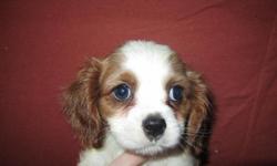 Super sweet and loving Cavalier King Charles Spaniel pups, they are 8 weeks old, ACA registered, all of their shots and worming are up to date, and they come with a written health guarantee. I have one female available, she is white and blenheim and has