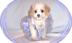 This baby girl is so sweet. She has great big eyes and a very cute face. She has a very gentle personality. She is ready for a new family to love. She is a King Charles Spaniel and a Maltese mix.She is micro chipped. She comes with her first series of