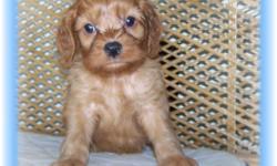 This baby boy will melt your heart. He is a Cavalier King Charles and a Cockapoo mix. He has a very gentle personality and would make a great pet for children.He is micro chipped. He comes with his first series of shots, wormings and a Vet Health