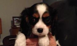 Male, tricolor Cavalier Spaniel puppy. Ten weeks old, two sets of shots, worming and, health certificate. He is adorable,
lots of white. &nbsp;He has started his housebreaking, has lots of personality, very outgoing fun guy. He was the pick of the litter