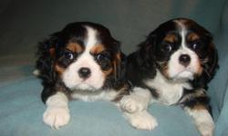 Two tri color females, champion bloodlines, first shots and worming. Will deliver to Denver. call 970-240-4939